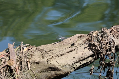Black-tailed Skimmer