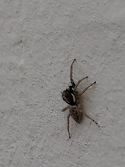 Menemerus semilimbatus