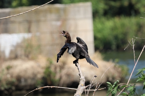 Pygmy Cormorant