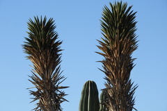 Yucca valida