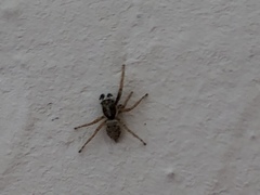 Menemerus semilimbatus