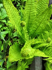 Matteuccia struthiopteris