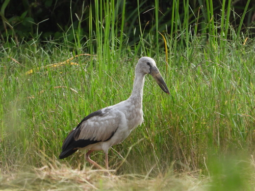 Asian Openbill