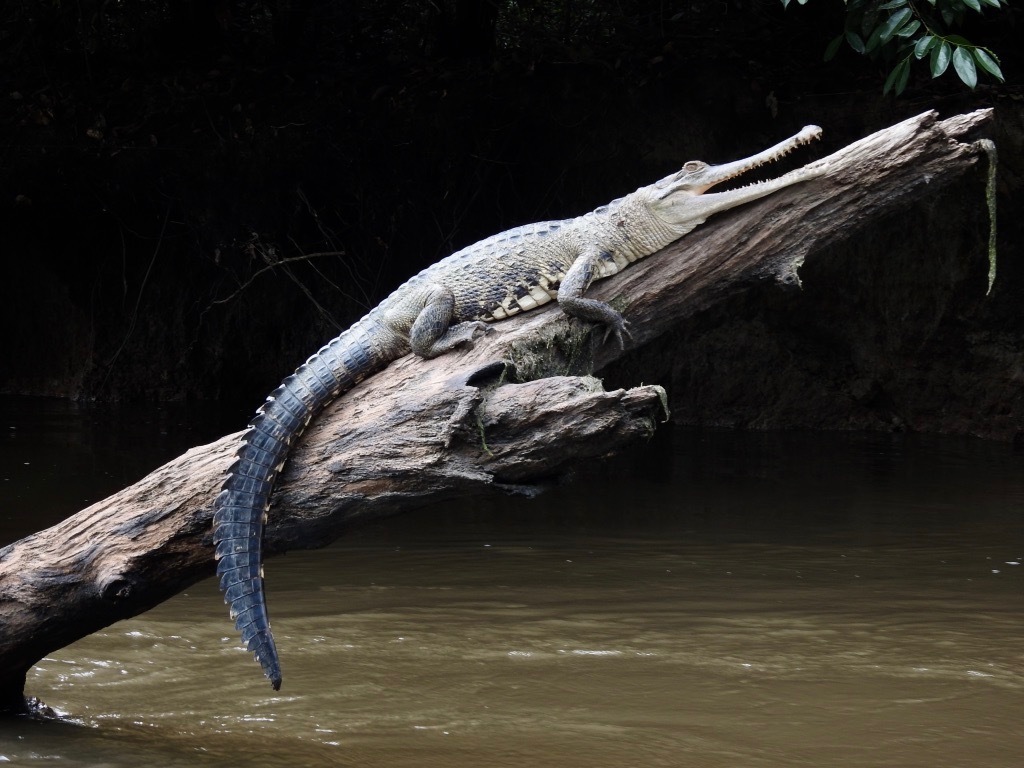 Central African slender-snouted crocodile from Mbomo, République du ...