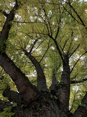 Ginkgo biloba