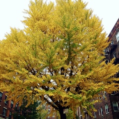 Ginkgo biloba