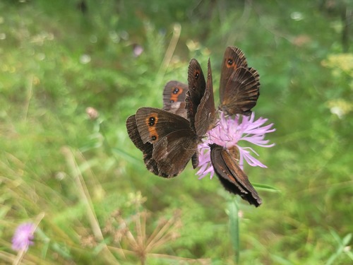 Scotch Argus, Бобруйский район, Могилёвская область, Беларусь, photo 5 of 10