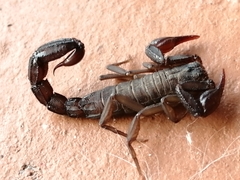 Vaejovis mexicanus