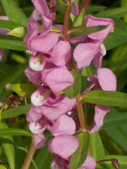 Angelonia biflora