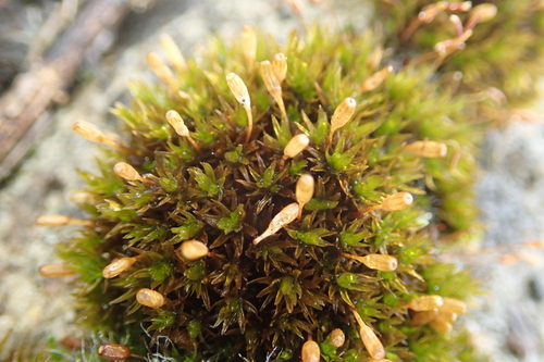 Orthotrichum anomalum observed 2026-08-22
