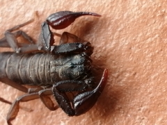 Vaejovis mexicanus