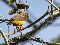 Pholidornis rushiae