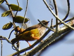 Pholidornis rushiae