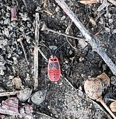 European Firebug