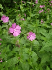 Silene dioica