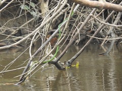 Hapsidophrys smaragdinus
