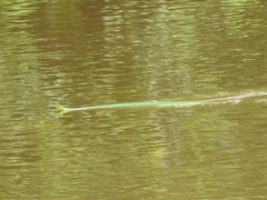 Hapsidophrys smaragdinus