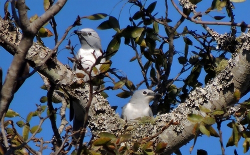 iNaturalist image