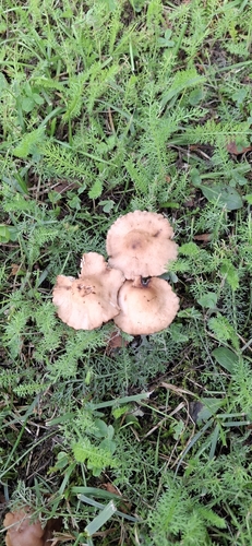 fairy ring marasmius