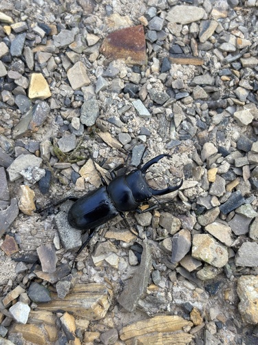 Dorcus striatipennis continentalis