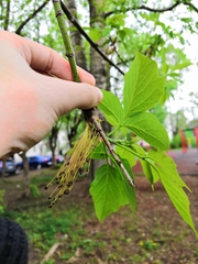Acer negundo