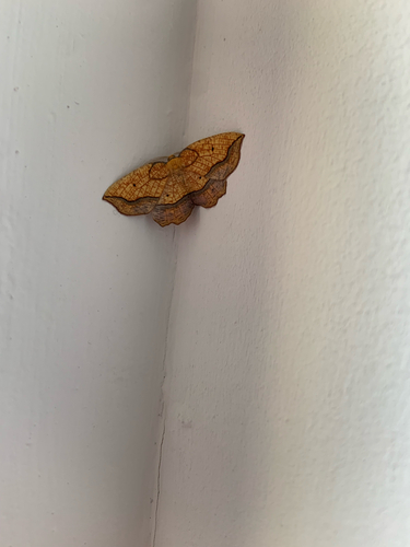 Bordered Beauty
