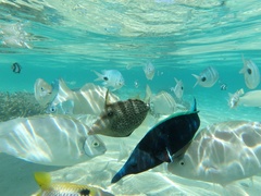 Abudefduf sparoides