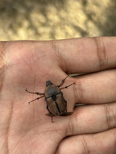 Cosmiomorpha decliva