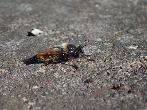 bumblebee robberfly