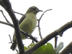 Anthreptes rectirostris