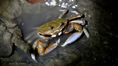 Macrophthalmus pacificus