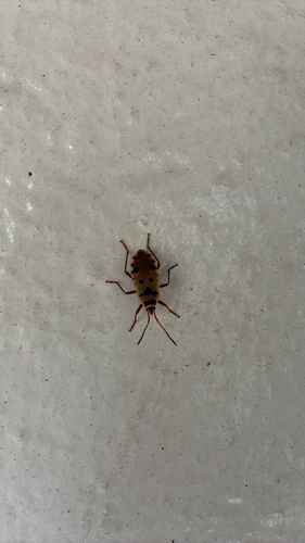 Sixspot Bug