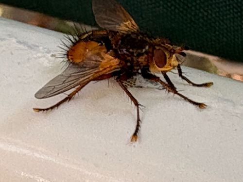 Common Tachinid