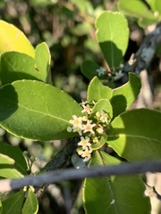 Gymnosporia maranguensis