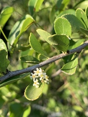 Gymnosporia maranguensis