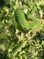 Gymnosporia maranguensis