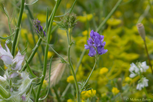 Alfalfa