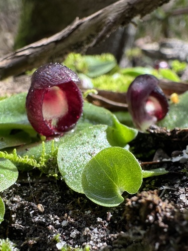 slaty helmet-orchid