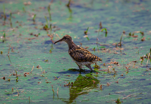 iNaturalist image