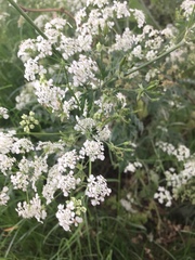 Anthriscus sylvestris