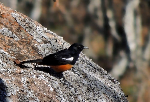 Mocking Cliff-Chat