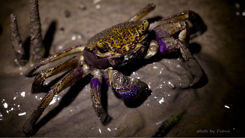 Violet Vinegar Crab
