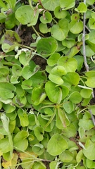 Dichondra donelliana