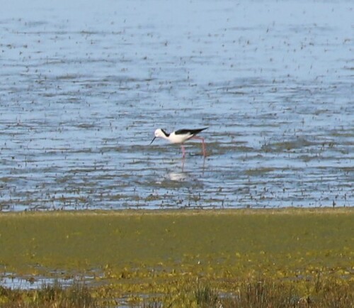 Pied Stilt