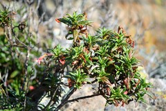 Diplacus parviflorus