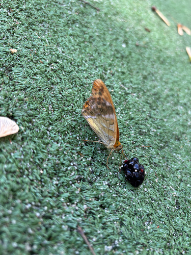 Silver-washed Fritillary
