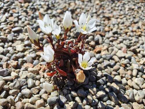 Gentianella bellidifolia
