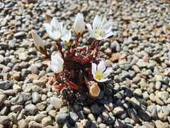 Gentianella bellidifolia