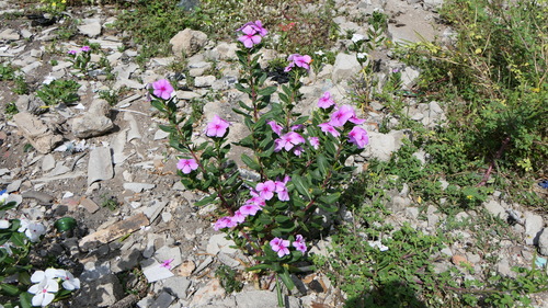 Madagascar Periwinkle