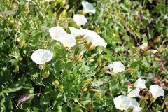 Calystegia macrostegia amplissima